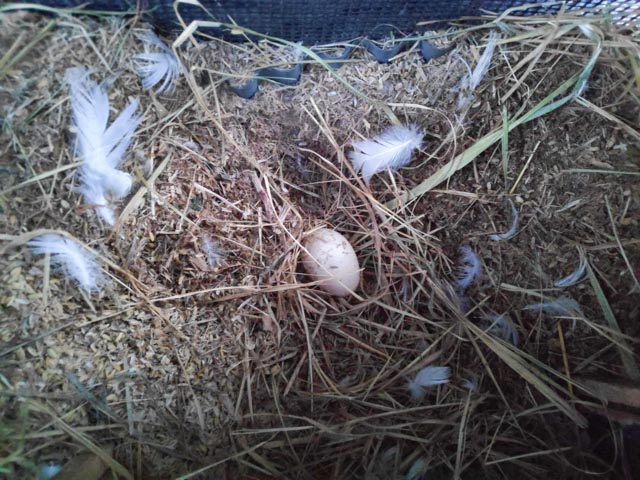 小屋の隅に深さ10cmほどの穴をほり、卵の上には枯れ草がかけられていた。明け方に産卵するようだ