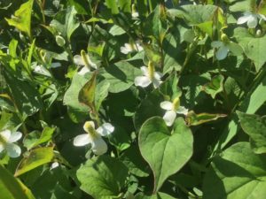 6月初期、白い花をつけたドクダミ。このころが薬効が最も高まる