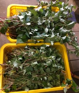 地上部を刈り取って収穫。さまざま役立つため、わが家では栽培して大量に使う