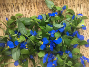 花も食材になる。食べると疲れが和らぐツユクサ料理は夏にぴったり