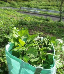 根元からぶった切って収穫。葉だけを手でちぎって利用する