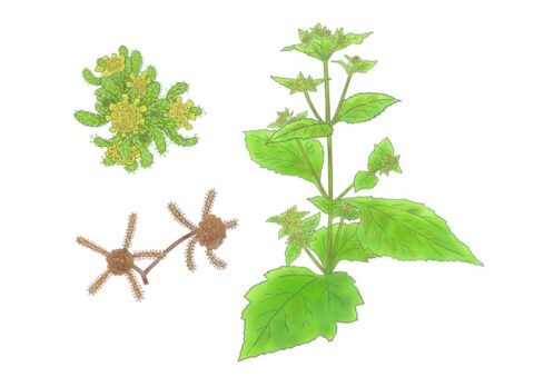 メナモミ キク科メナモミ属。9～10月頃、黄色い筒状の花がつき、枯れると茶色に変わる。茎には多くの毛が生える イラスト　久郷博子