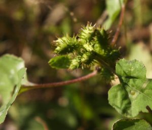 これはオオオナモミ。同じ「ひっつき虫」の草だが、たくさんのトゲのある実をつける
