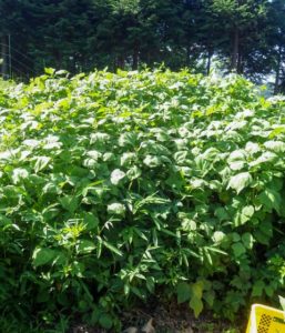 7月下旬の様子。刈らずに残しておき、お盆過ぎに生長しきったところで収穫する
