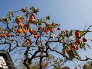 夏に採った葉を陰干しすれば、ビタミンたっぷりの柿の葉茶が簡単に作れる