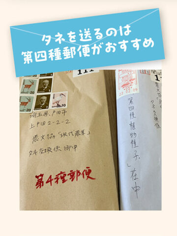 封筒に「第四種郵便」と書いて郵便局に持っていくと、植物のタネは少し安い値段で送れる。普通の郵便物（第一種）は50g以内で94円かかるが、植物のタネ（第四種）は同73円