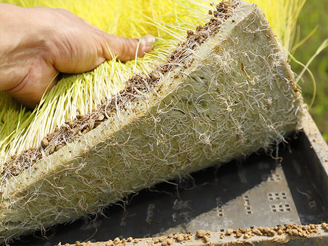 弱苗の根。葉齢が若く根が少ない分、ロックウール培地でマット強度を補助する。ロックウールは、肥料が入っているタイプのほうが根張りはいい