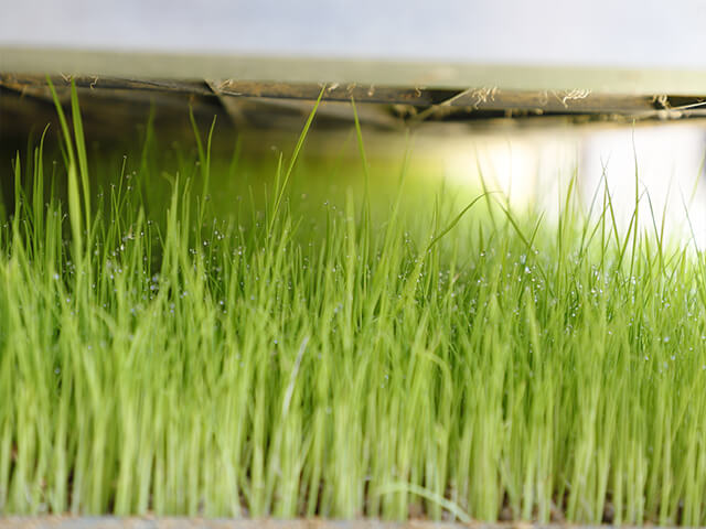 葉先に朝露がついている。育苗中は基本的にかん水しないが、極度に乾燥してこの露が出なくなった時だけはする