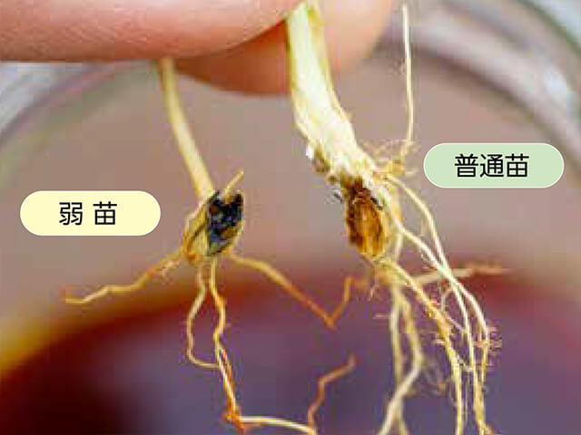 ヨードチンキで種モミ内のデンプン量を調べた。普通苗はほとんど反応しなかったが、弱苗は黒く変色。デンプンがしっかり残っているので、田植え後スムーズに活着する