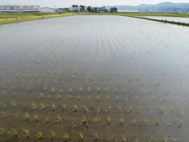 弱苗を移植して10日たった田んぼ（坪60株植え）。補植ゼロだが、欠株はほとんどない