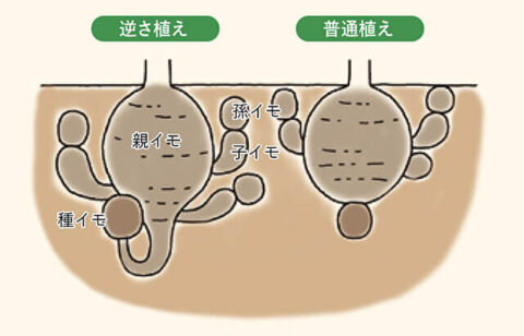 逆さ植えすると、親イモが深い位置にできて、子イモや孫イモの育つスペースが広くなるせいか、大きなイモをたくさん収穫できる