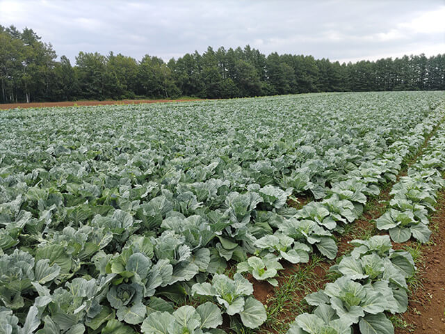 24年7月7日撮影。奥が5月初旬定植、手前が5月中旬定植のキャベツ。ウジの被害もなく順調に生育