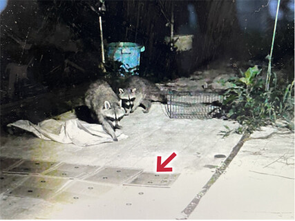 動物の通り道に敷いたネズミ捕りの粘着シート（矢印）。足にベタッと付けたアライグマが、暴れて逃げていったこともある（トレイルカメラで撮影）