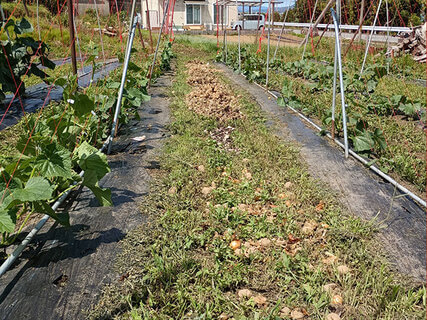 耕さない農業を実践中の畑。アーチパイプは昨年から立てっぱなしでマルチも張りっぱなし。通路には作物残渣や刈り草などを置いていく