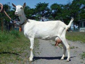 日本ザーネン種