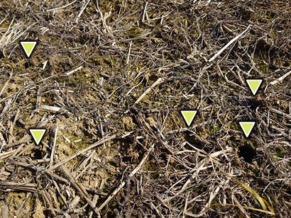 緑肥ダイコンが分解されたあとの穴（三角印）がたくさんあいている