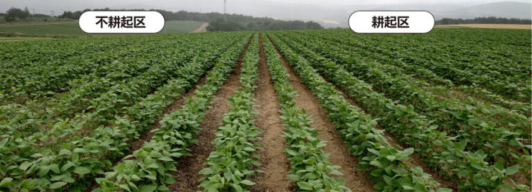 酷暑と干ばつによりやや生育が滞っているが、不耕起区・耕起区ともにダイズは順調に育っている。中央部に両区にまたがって生育が悪いところが見られる。スポット的に畑が硬かったのか、栄養不足だったのが原因か