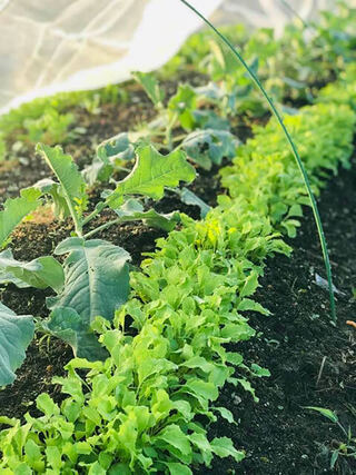 ダイコンと同じウネの端にコカブなどを播く。こちらのほうが葉がやわらかくおいしいので、カブラハバチの幼虫が集中する