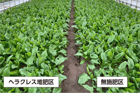 ヘラクレス堆肥区と無施肥区をつくり栽培試験。堆肥区のほうが葉が厚く、色が濃く、株が大きくなって収量が2割上がった