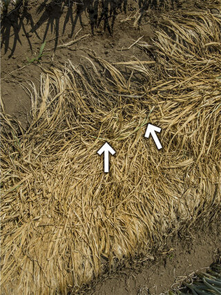 緑の葉が1～2枚残っている。根はまだ生きているので、このタイミングで土寄せすると管理機に根が絡まってしまう