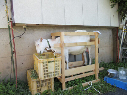 自作の搾乳枠。エサを食べさせながらだと暴れにくい