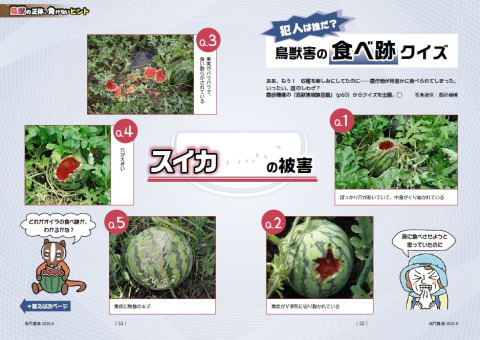 ああ、もう！　収穫を楽しみにしてたのに……農作物が何者かに食べられてしまった。 いったい、誰のしわざ？ 農研機構の「鳥獣害痕跡図鑑」（p60）からクイズを出題