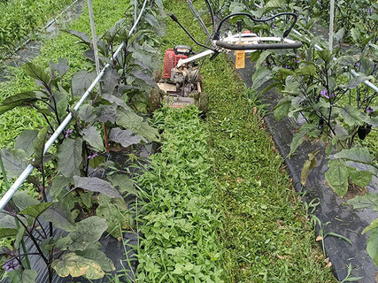 通路の雑草はモアで粉砕。次の作はこの通路をウネにする