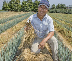 枯れた「マルチムギワイド」を持つ塚越幸寿さん（71歳）。根が腐り株元を持って簡単に引き抜けるまでは土寄せしない（写真はすべて7月下旬撮影）