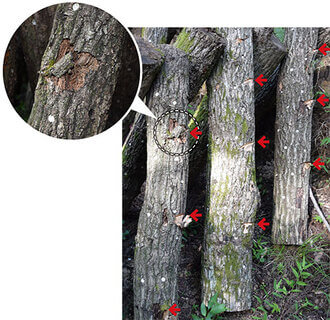 発生3年目を迎えるホダ木をナタでえぐった様子。打撃と、傷口から浸透する水分が刺激になる