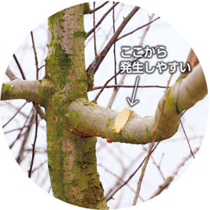 同様に、枝の発生を促す切り方。真上に平らな切り口をつくらず、片側を残す。枝の付け根にあるシワの部分は栄養豊富で、潜芽から枝が発生したり、カルスが形成されやすい