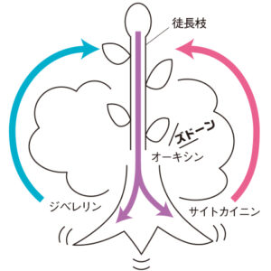 立ち枝で生長が旺盛に 立ち枝（徒長枝）は、「根っこホルモン」であるオーキシンの生産工場。オーキシンは生長点付近で盛んに生産され、重力に従って地下部まで下りていき、発根を促す。新しい根からはジベレリンやサイトカイニンがたくさん生まれて樹全体が元気になる