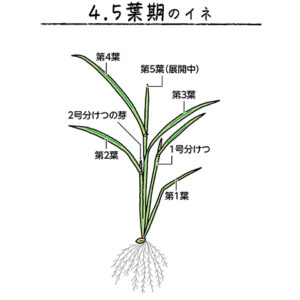 第1葉の脇から発生する茎を1号分けつ、第2葉からの茎を2号分けつと呼ぶ。分けつから出る分けつもあり、ネズミ算式にどんどん増える