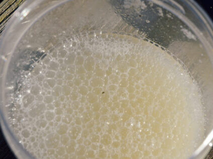 酵母菌 ドライイーストと砂糖を少量ずつ水に溶けば、プクプク発酵