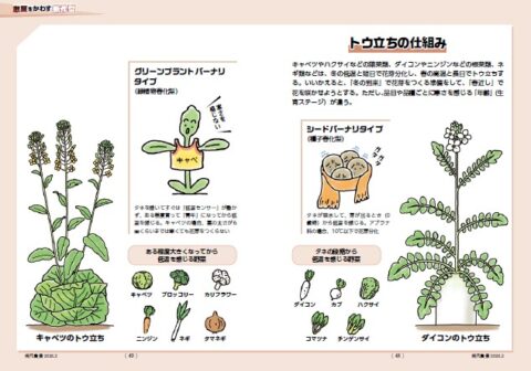 トウ立ちの仕組み