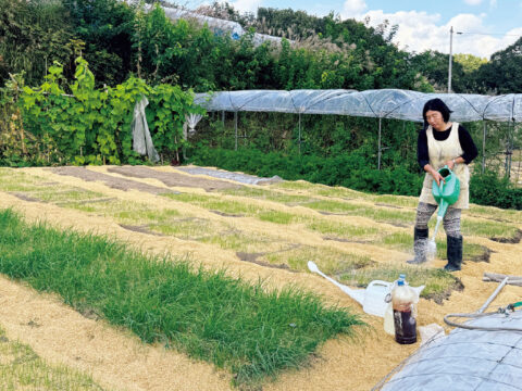 10Lのジョウロに水、光合成細菌（200mL）、乳酸菌（200mL）を入れ、タマネギ苗に散布。ウネは太陽熱処理してあり、ウネ間はモミガラを厚く敷き詰めて草抑え