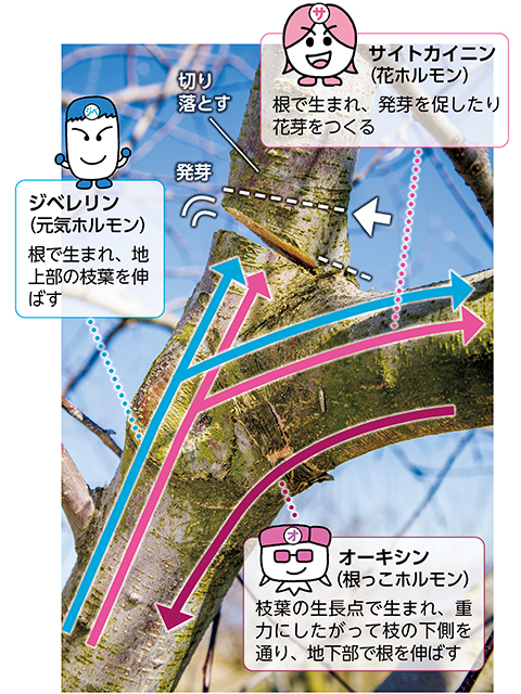 1年前に切った大枝（現25年3月号p177）。植物ホルモンの流れを意識した切り方。発芽や枝の伸長を促すジベレリン、サイトカイニンの濃度は枝の上面が濃くなる。写真のように切ると切り残した辺りから新たな徒長枝が発生しやすくなる。一方、矢印の位置で真上が平らになるように切ると、枝が出ずに樹が枯れ込みやすい（赤松富仁撮影）
