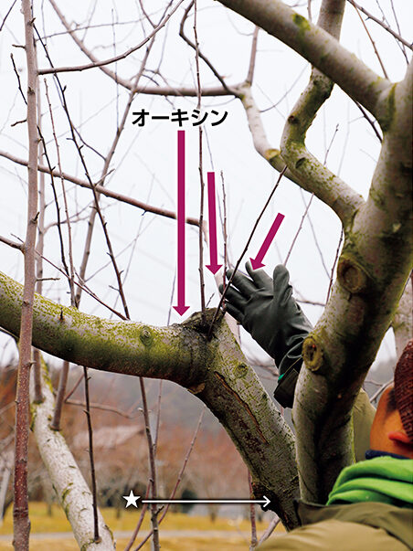 1年後のようす（裏側から見たところ）。新しい枝が3本出ている。生長点が動いて新梢が出るとオーキシンが盛んに生まれ、下に降りていき、根から上がってきたサイトカイニンとともに切り口のカルスを形成。もし枝が出ずに枯れ込んだとしても、下部の股の位置（★印）まで切り下げる。樹形を気にせず、新しい元気な枝にどんどん切り替えることで、樹の若さを保つ