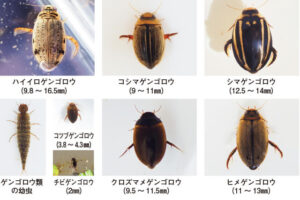 稲作・水田活用 - 現代農業WEB