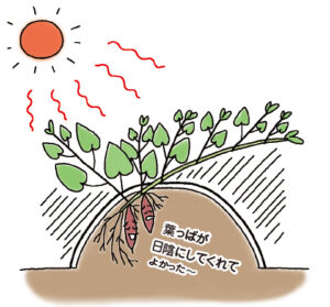茎葉の生長を早くして地温上昇を抑える 元肥のチッソ量を通常3kgのところ5kgに増やした。つるが早くウネの上を覆うことで、地温上昇を抑制する狙い