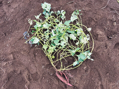 植え付け後約130日で収穫した「高系14号」。イモ（塊根）が肥大しておらず、地上部が優先的に生長したつるボケ状態