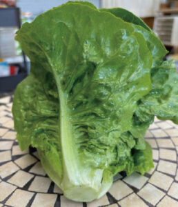 収穫したグリーンナッツレタス。ロメインレタスの血を受け継ぐので食感がよく、やや縦長になる
