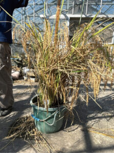 鹿児島・小城太紀さん