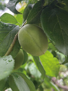 「甲州小梅」。小粒で皮も果肉もしっかりしている。カリカリ漬けなどに