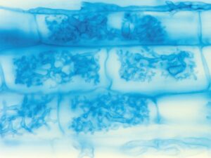 アーバスキュラー菌根菌の樹枝状体。根の細胞内に入り込んで、養分のやりとりをする（写真提供：千徳毅、以下Ｓ）