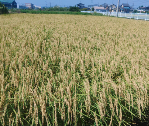 登熟期のカミアカリ。イネの神様の「神（カミ）」と筆者の名の1字「明（アカリ）」から名付けた。覚悟を持って栽培してくれる人に限り、種モミのご相談に対応します（TEL054-635-2155）