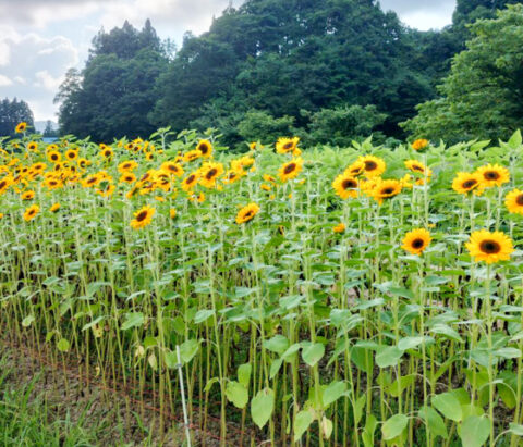 「サンリッチオレンジ」の畑