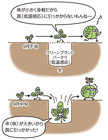 4月どりの早生系を9月下旬に播くと、小さい株姿で冬を迎えるので、トウ立ちの罠にはまらない。しかし、早播きすると大きい株姿で冬を迎えるため低温を感じ、グリーンプラントバーナリの罠にはまってトウ立ちする