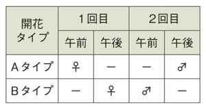 アボカドの開花習性と、19品種の内訳 アボカドの花は、めしべが数時間活動したのち、いったん閉じてから翌日に再び開き、おしべが活動する。品種は、めしべとおしべの活動時間帯が異なる2タイプ（A、B）があり、混植すると着果が安定する。 ▼Aタイプ メキシコーラ、メキシコーラグランデ、ウインターメキシカン、ピンカートン、ハス、リード、シャッタウアー、チョケテ、セルパ、ポペーノ、シモンズ ▼Bタイプ ベーコン、フェルテ、エッティンガー、ズタノ、カハルー、モンロー、ミゲル、ロレッタ