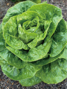 「グリーンナッツレタス」を真上からみると一見ミニハクサイのよう