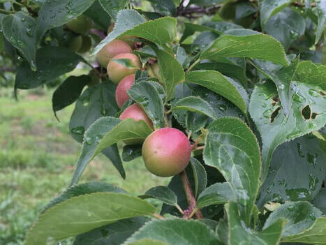 越生町の在来種「越生べに梅」。越生町は古くからウメの産地として知られる